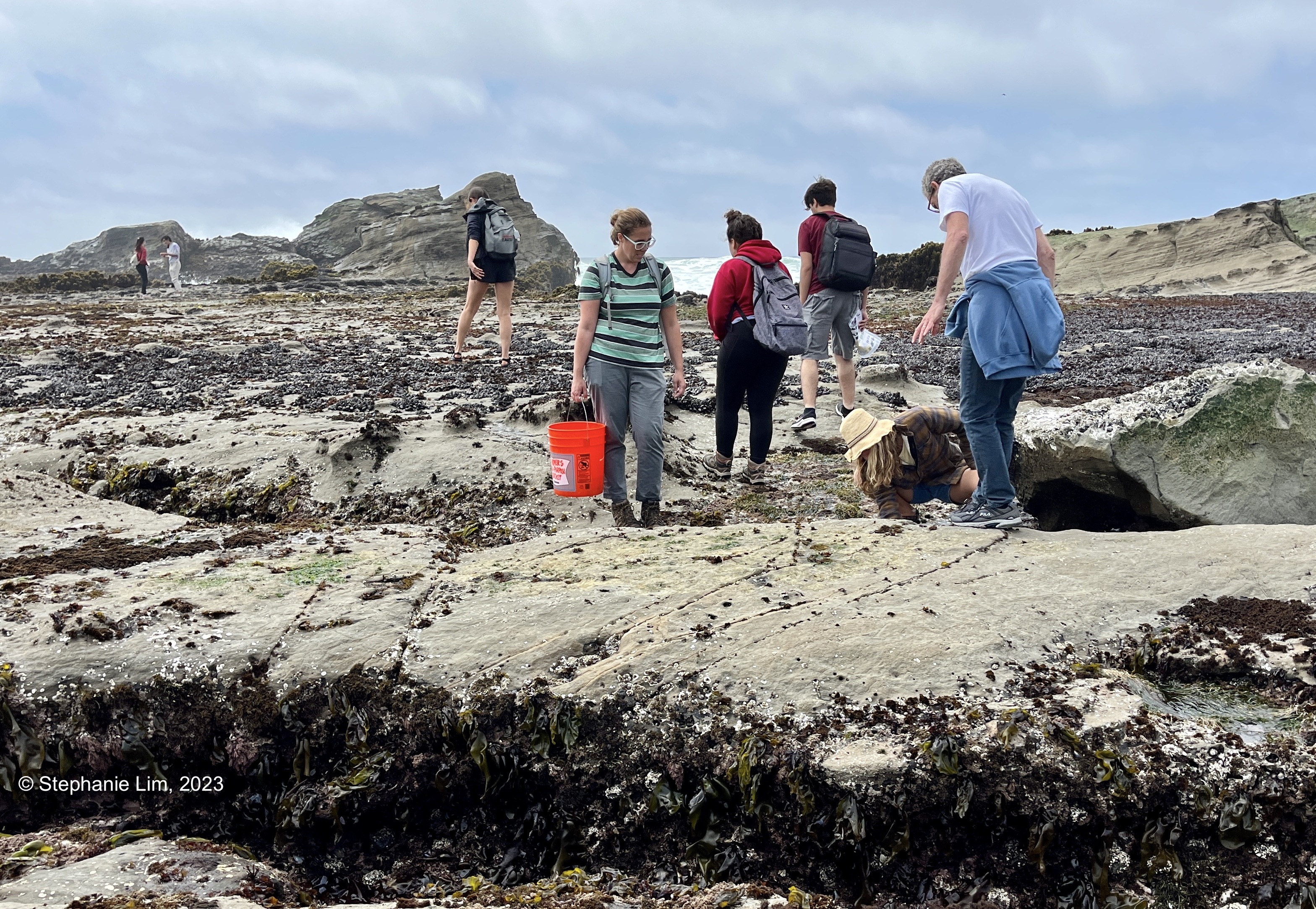 Several people exploring a tidepool